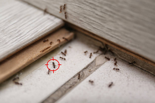 Insect Control in Muscle Shoals, AL