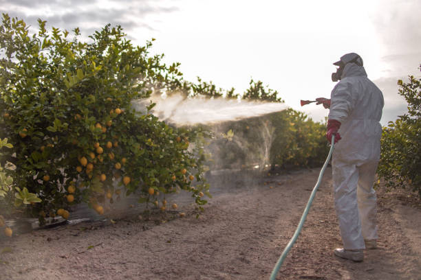 Wasp Removal Services in Muscle Shoals, AL