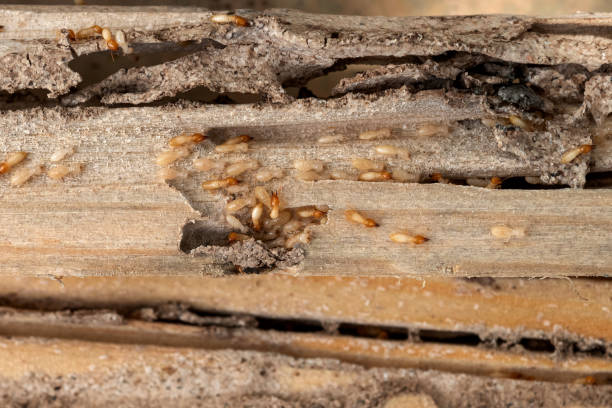 Best Affordable Pest Control Services  in Muscle Shos, AL